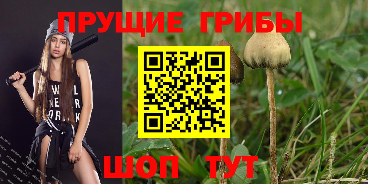 Псилоцибиновые грибы мицелий  Псилоцибиновые грибы Psilocybine cubensis  Вход с VPN  Чернушка 